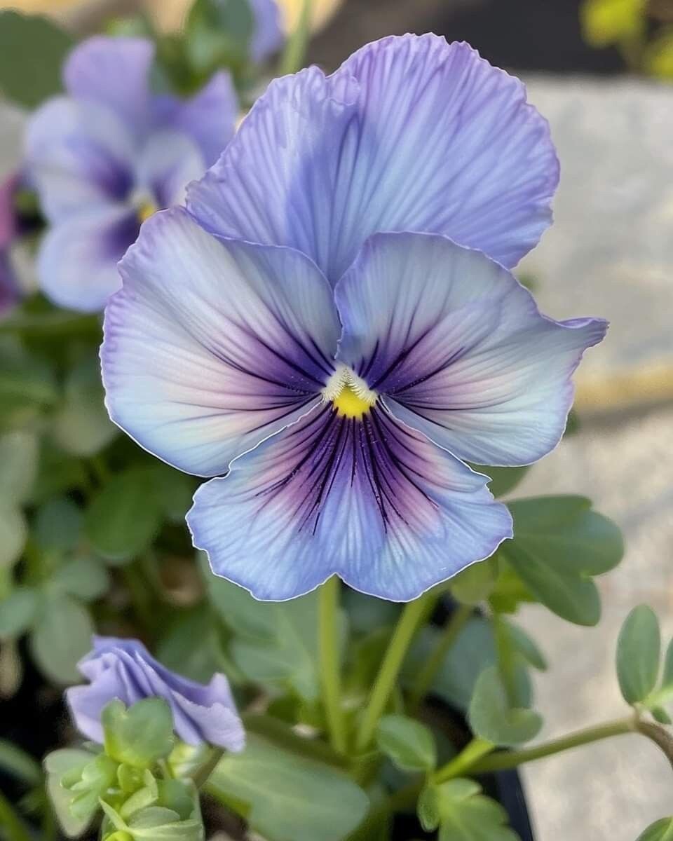 Картинка найдена на просторах интернета, ссылка https://yandex.ru/images/search?from=tabbar&img_url=https%3A%2Fi%2F.pinimg.com%2Foriginals%2Fa8%2F34%2Fа3f%2Fa83р43f81с281479b5e7bd53274cf0591a19.jpg&lr=47&pos=15&rpt=simage&text=%D1%86%D0%B2%D0%B5%D1%82%D1%8B%20%D0%BA%D1%80%D1%83%D0%BF%D0%BD%D0%BE%20%D1%84%D0%BE%D1%82%D0%BE