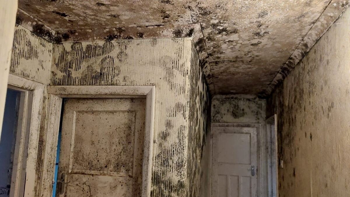  В бунгало появились плесень и крысы