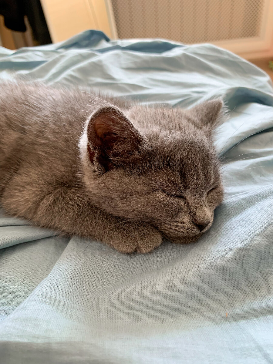 Маленькая пушистая кнопка