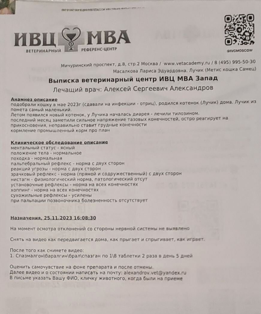 Котята Кексик и Лучик побывали у невролога: диагноза нет, направили на МРТ  | Между собакой и Богом | Дзен