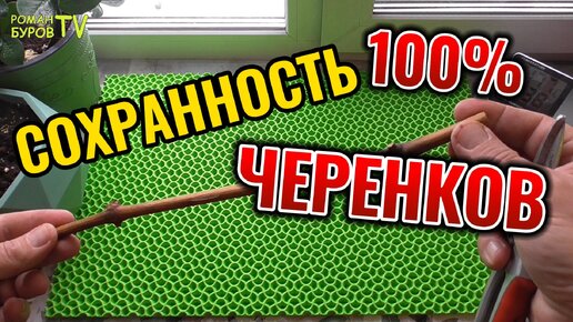 КАК СОХРАНИТЬ ЧЕРЕНКИ ВИНОГРАДА ДО ВЕСНЫ БЕЗ ПОГРЕБА, В ДОМАШНИХ УСЛОВИЯХ