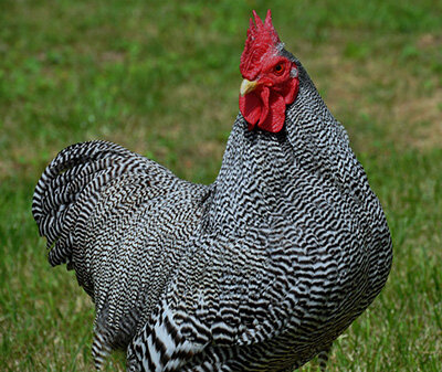 Петух породы Плимутрок