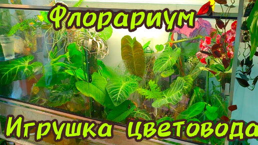 Флорариум игрушка для цветовода | Александр FloraMan - ФАНАТ РАСТЕНИЙ ...