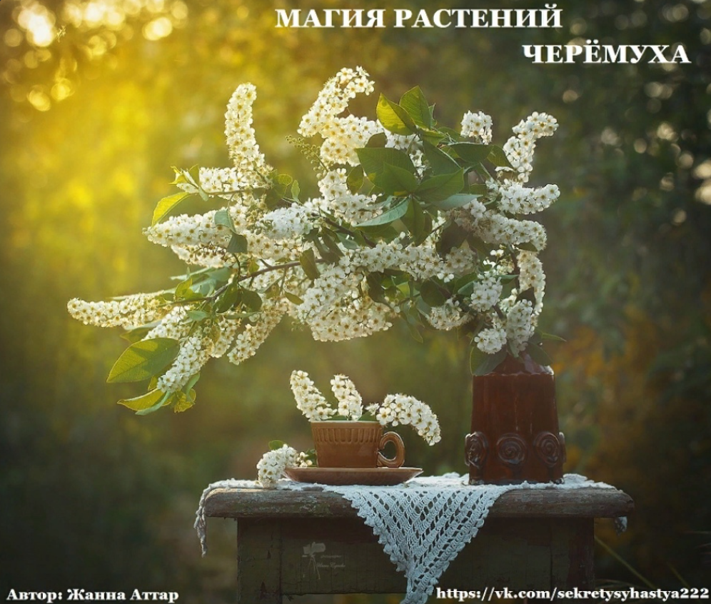 🌾МАГИЯ РАСТЕНИЙ. ЧЕРЁМУХА. | Жанна Аттар | Дзен