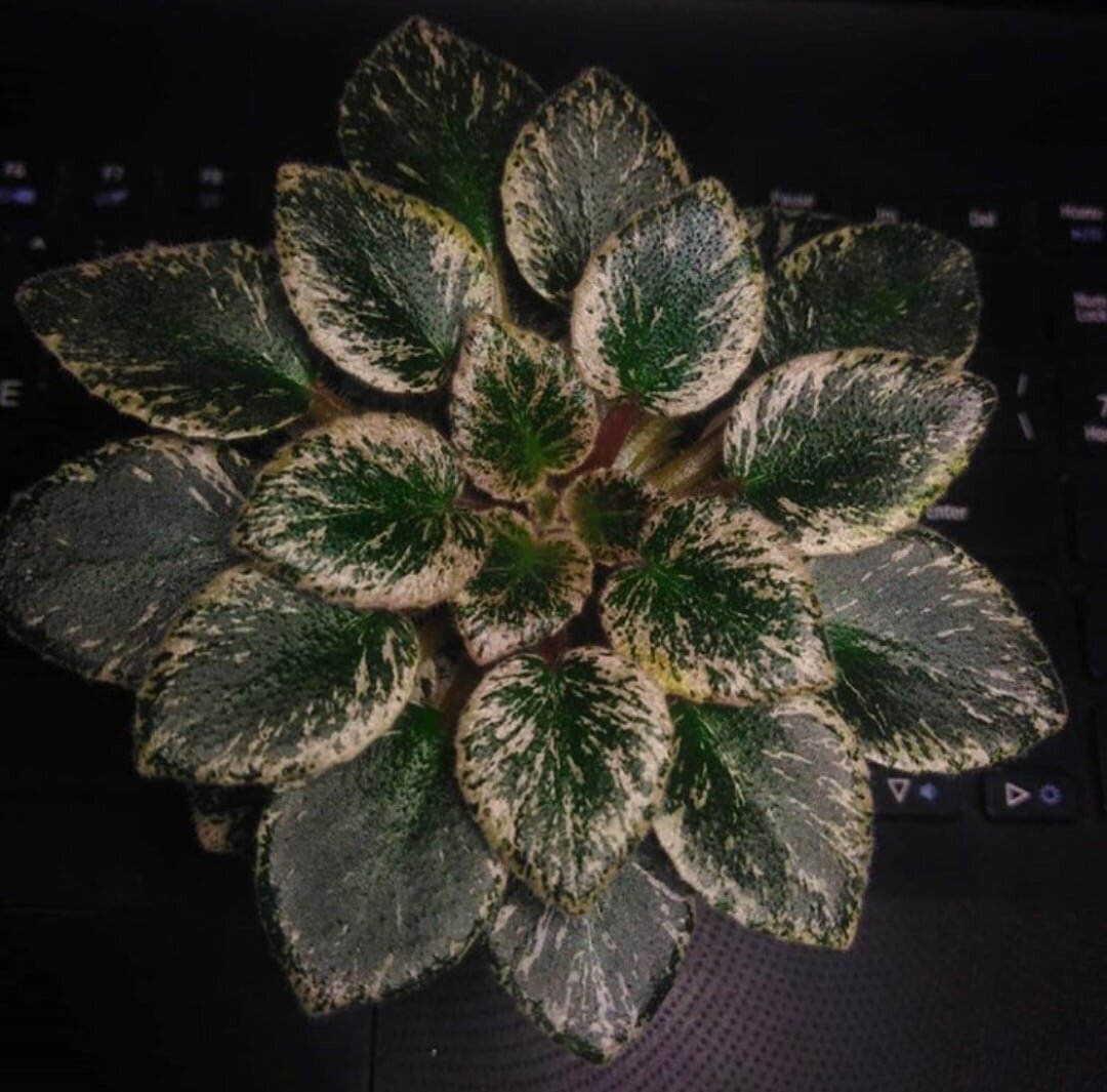 Сорт мини Cajin's Le Bon Ton Roule