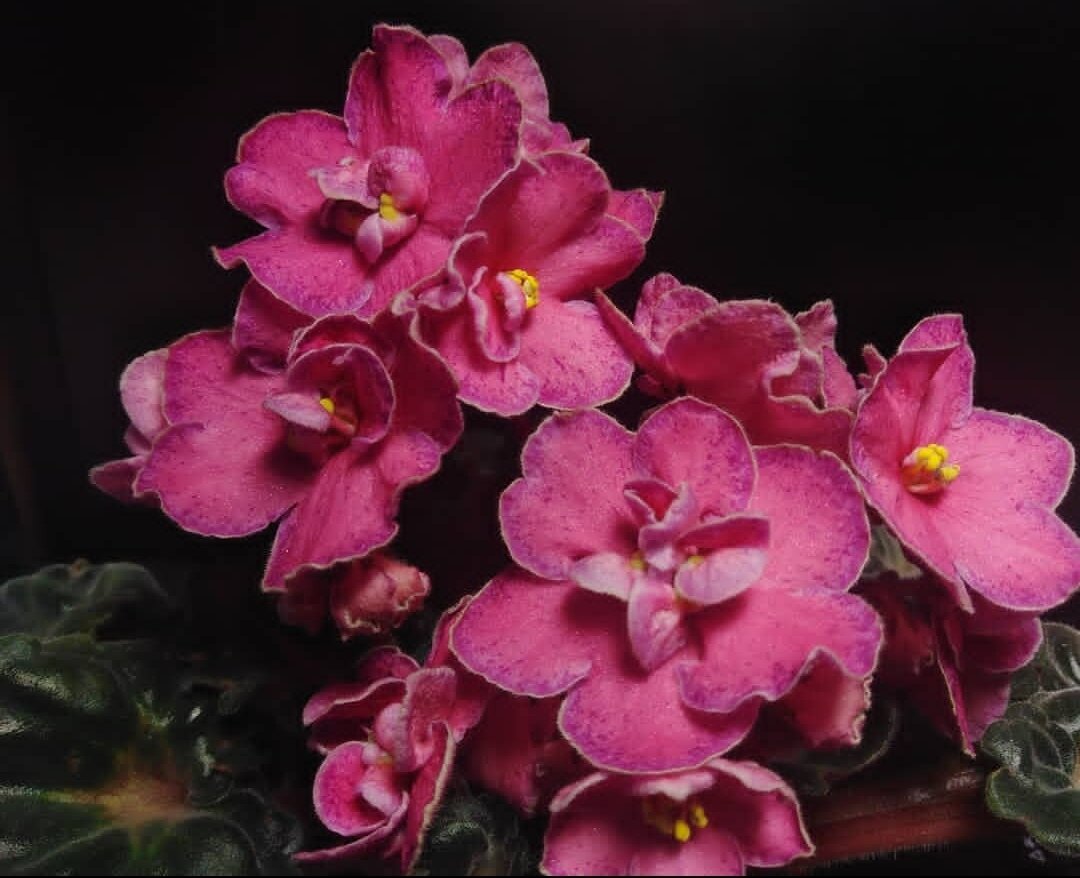 Ma's Melody Girl - малый стандарт