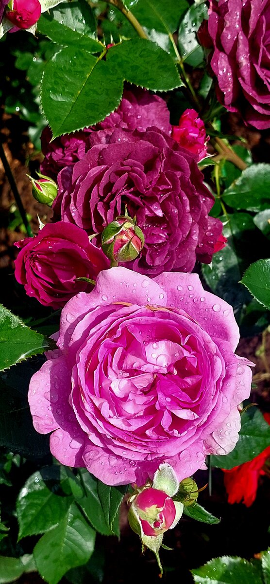 Кармен Вюрт и Пепл Иден. Флорибунды