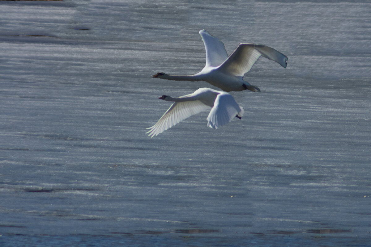 лебеди в полете