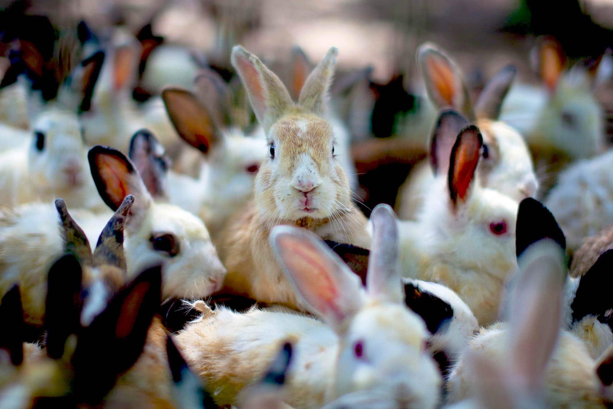 В питомнике живет несколько кроликов разного цвета. Остров кроликов Окуносима. Остров кроликов Окуносима в Японии. Кролики в Австралии Нашествие. Стадо кроликов.