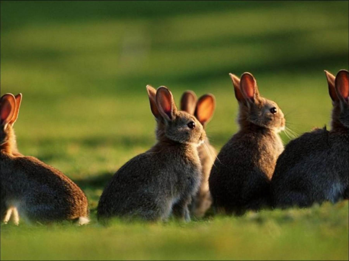 Много зайки. Дикие кролики в Австралии. Кролики в Австралии Нашествие. Популяция кроликов в Австралии. Кролики в Австралии 1859.