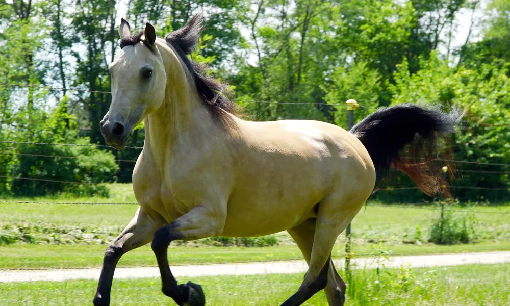 Фото: horsebreedslist.com