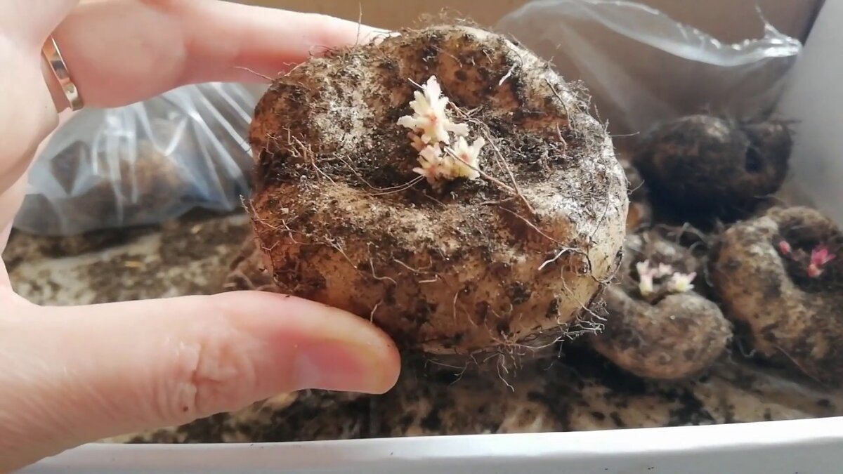 Здоровый клубенек Глоксинии