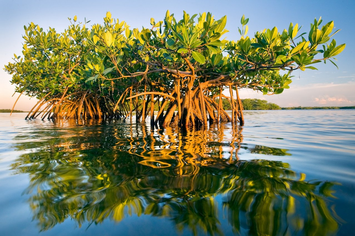 Эти деревья живут в соленой воде. Растения Австралии мангры. Мангровые Рощи Мальдивы. Мангровая растительность, мангры. Мангры в Южной Америке.