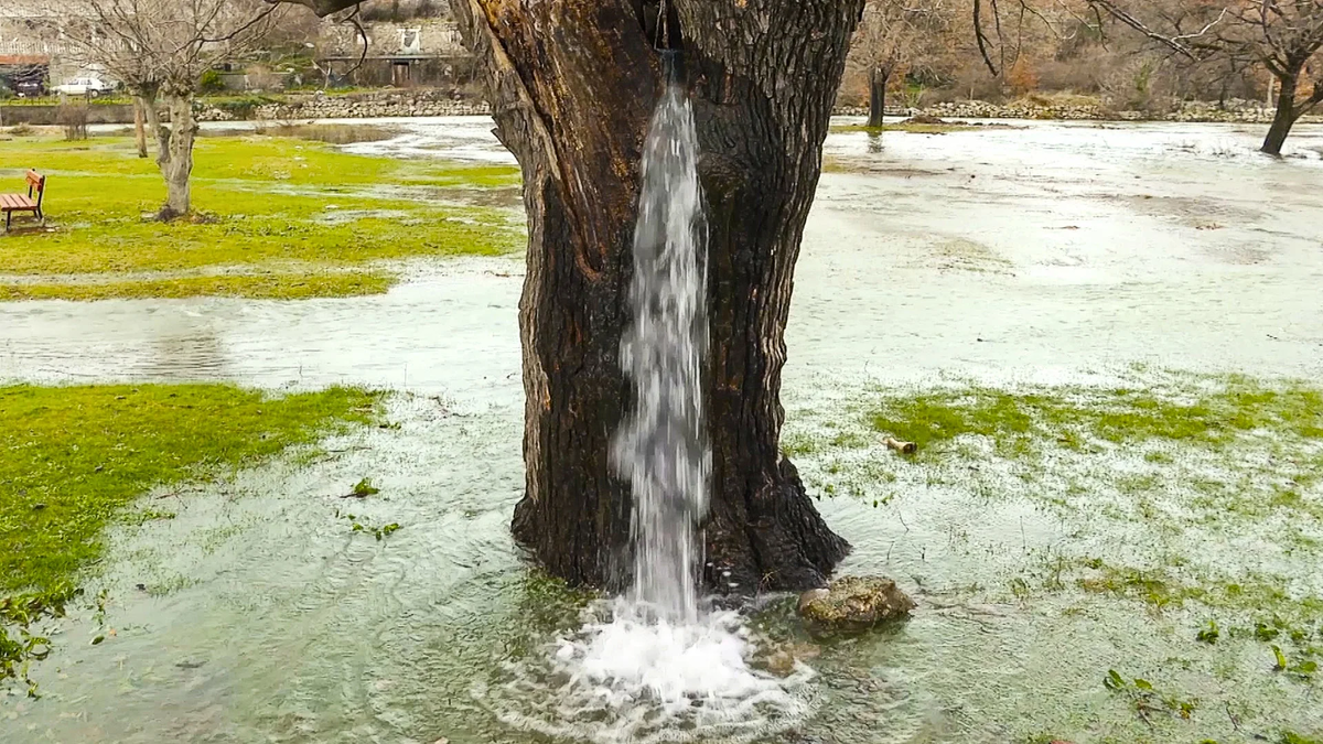 Какие деревья любят воду. Дерево из воды. Дерево из которого течет вода. Стволы деревьев из воды. Водяное дерево в Черногории.