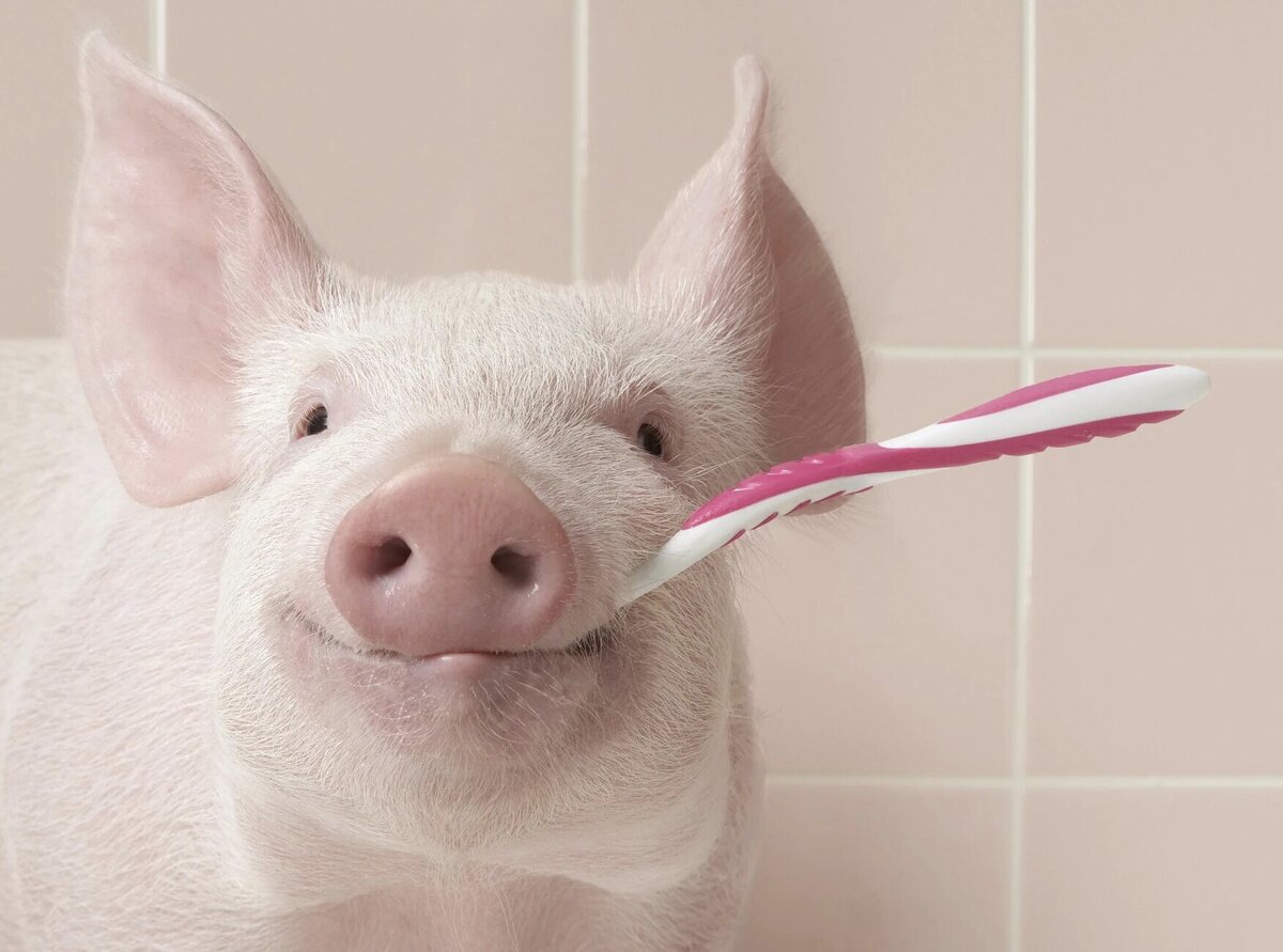 Фото из открытого доступа 