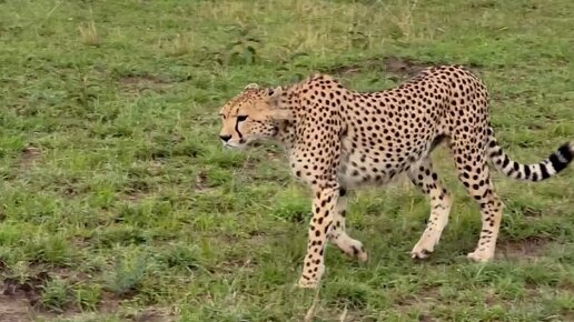 Зоография | #Гепард после неудачной охоты. Антилопы и газели провожают ...