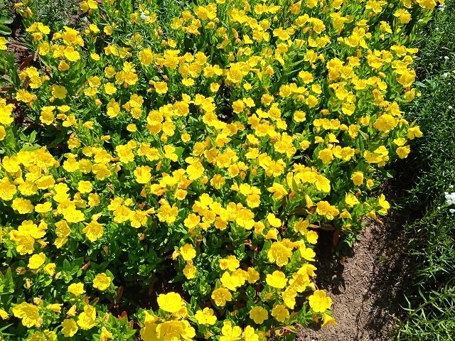 Большой выбор сортов