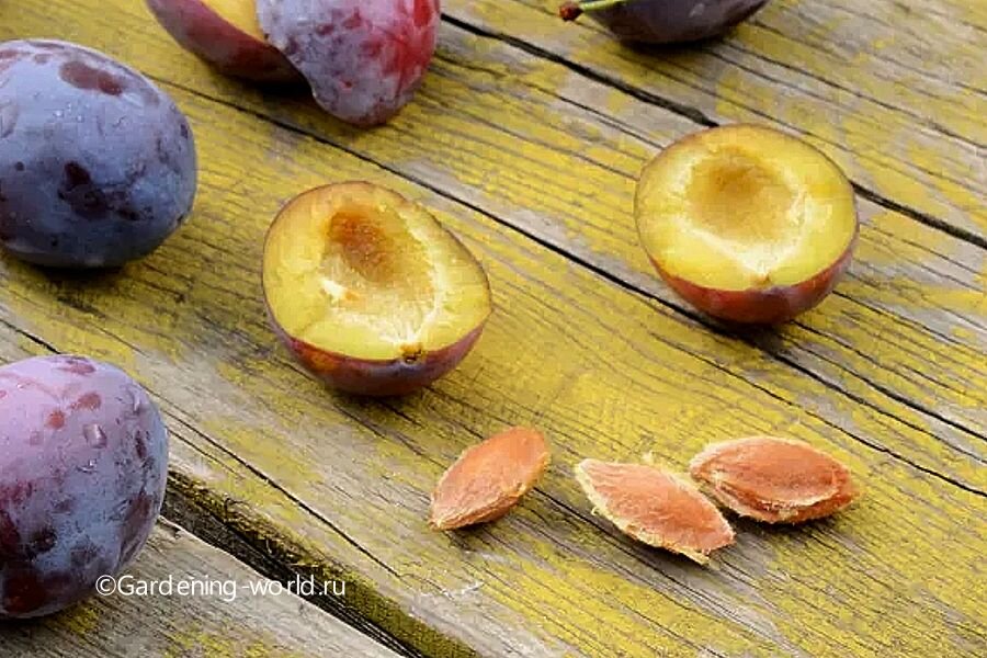 Подсушите косточки в любом проветриваемом помещении или на подоконнике.