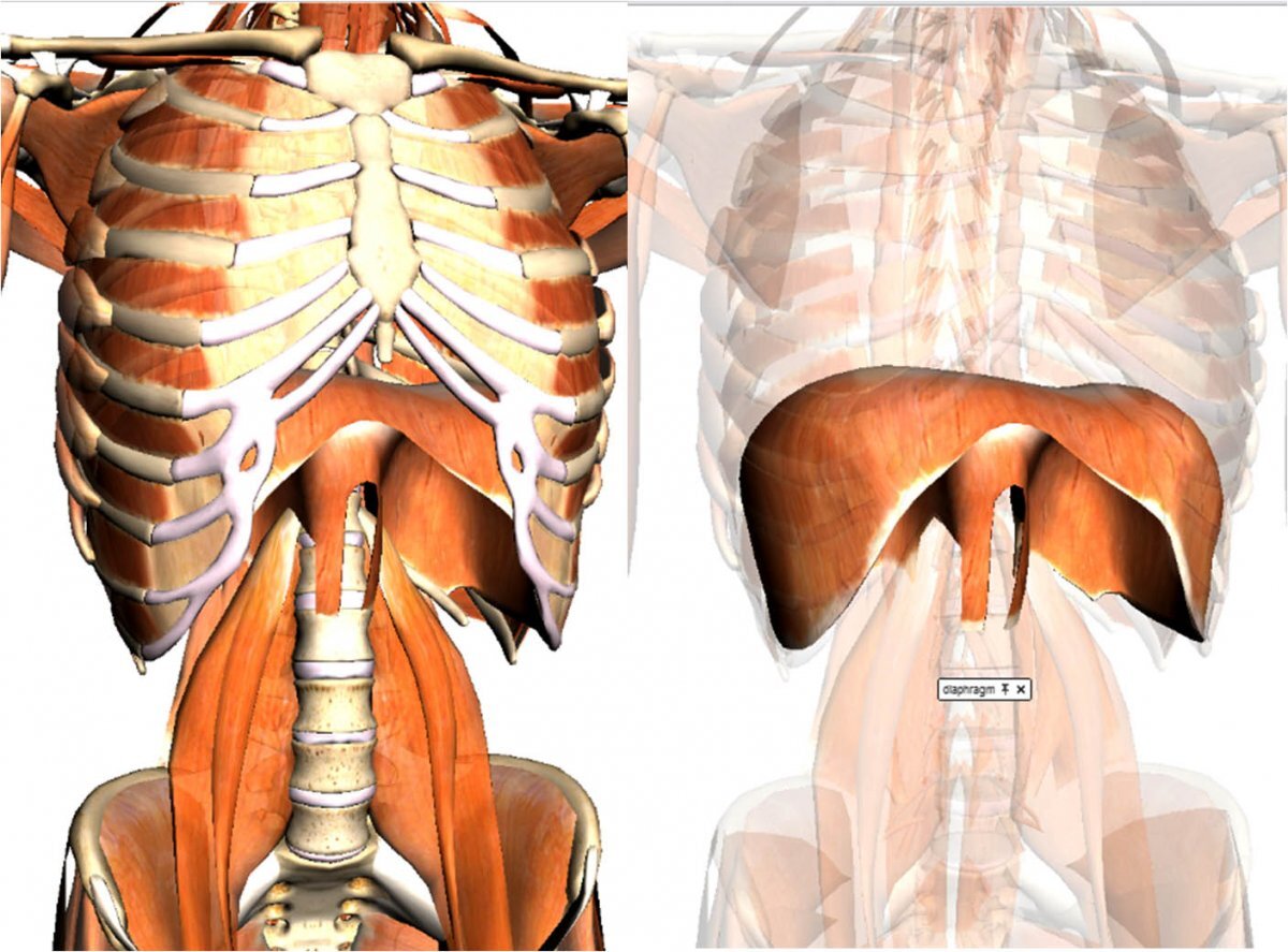 Дыхательная мышца диафрагма на рисунке