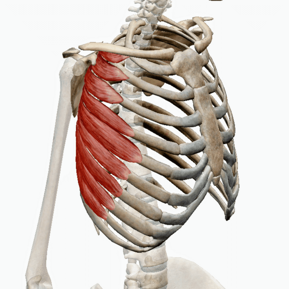 Musculus rhomboideus Major