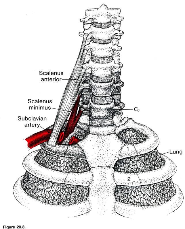 Лестничные мышцы анатомия. Связки купола плевры. Связки купола плевры анатомия. Передняя лестничная мышца анатомия. Scalenus anterior мышца.