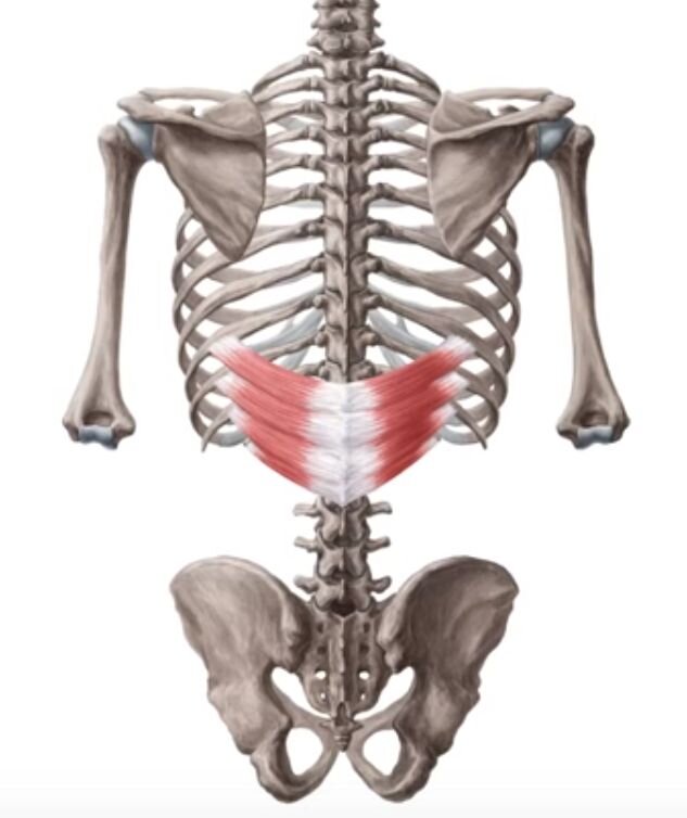 Зубчатые мышцы спины. Serratus posterior мышца. Serratus posterior inferior мышца. Задняя зубчатая мышца анатомия. Нижняя задняя зубчатая мышца анатомия.