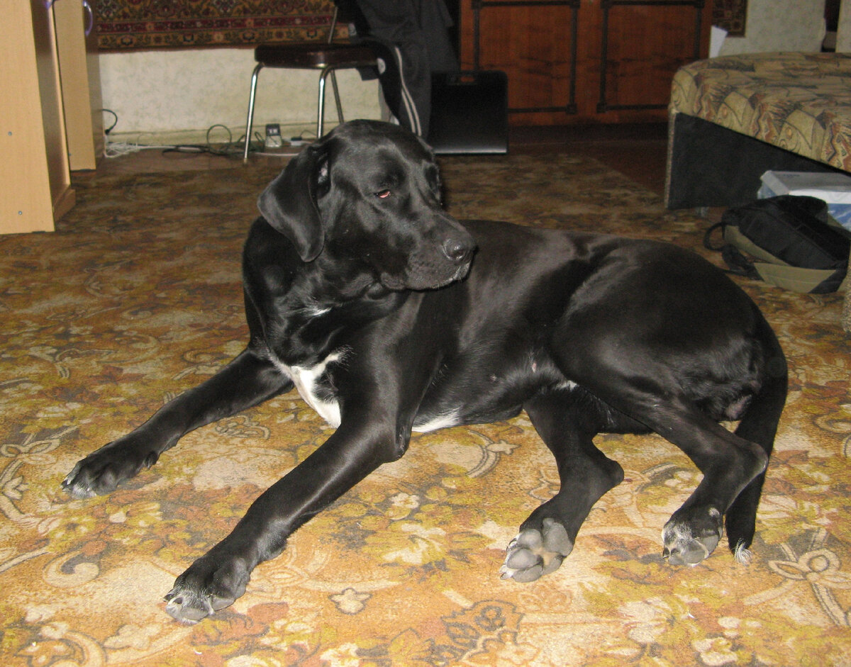 Героиня моего рассказа королева Виктория, лабрадор говорили нам на рынке)