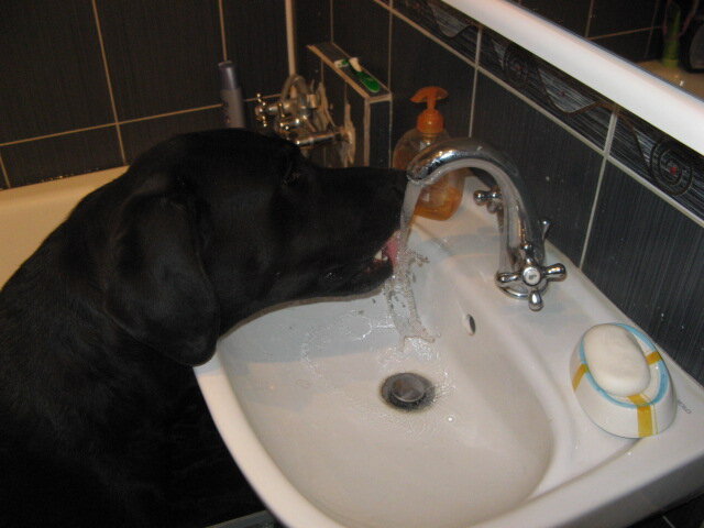 Вика, хватит пить, вода не кончится! - шутил младший сын. После водопоя выходила из санузла задним ходом.