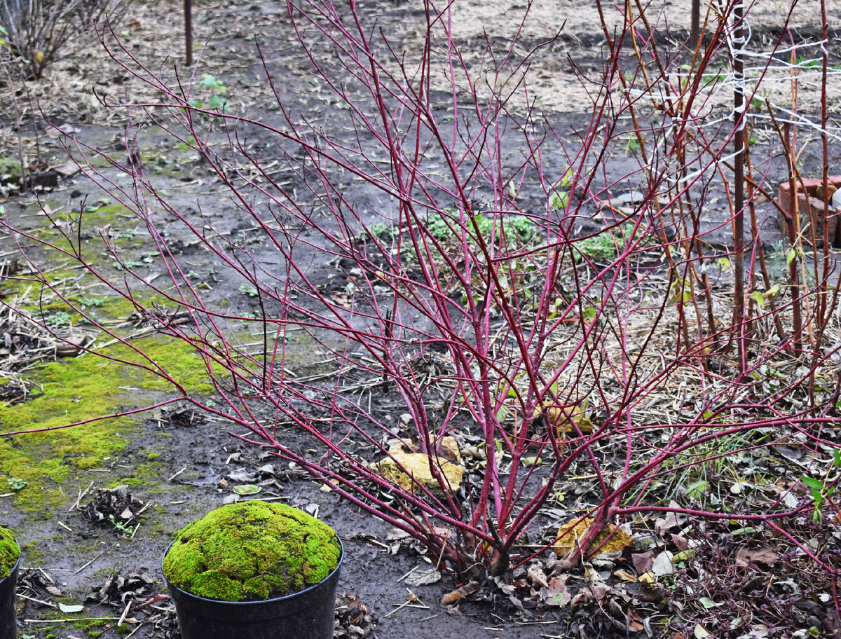 Январь без снега
