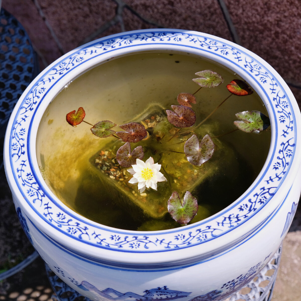 Миниатюрная кувшинка Nymphaea 'Pygmaea Helvola' цветет в чаше