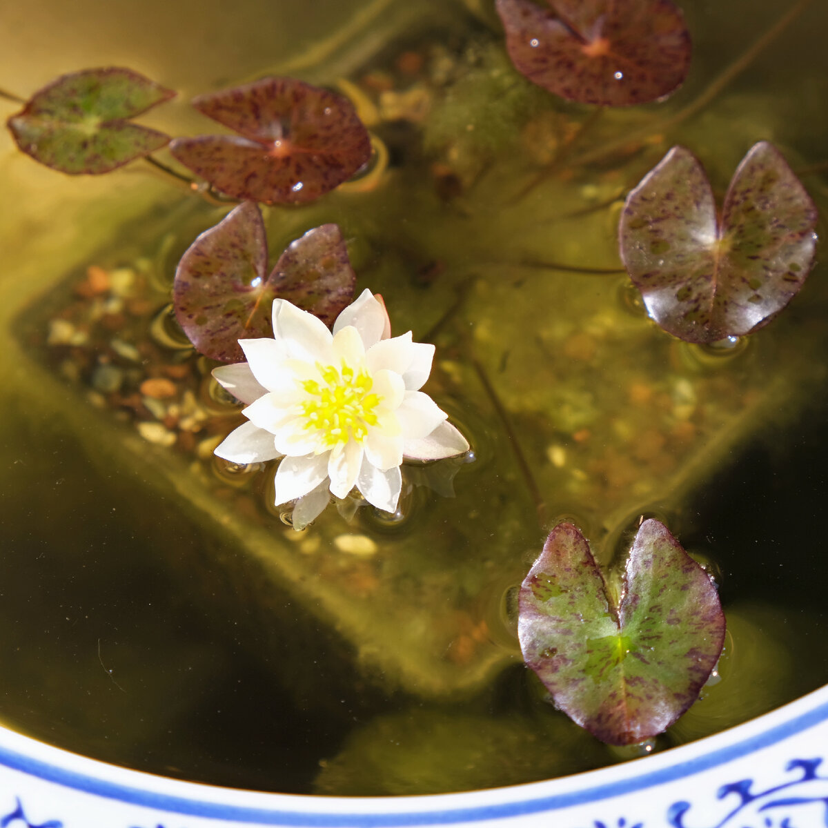 Миниатюрная кувшинка Nymphaea 'Pygmaea Helvola' цветет в чаше