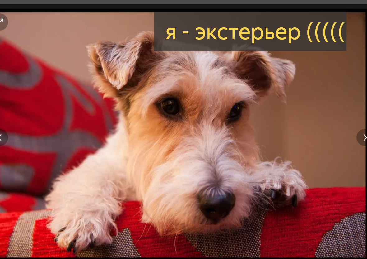 Экстерьер – это порода собаки! 