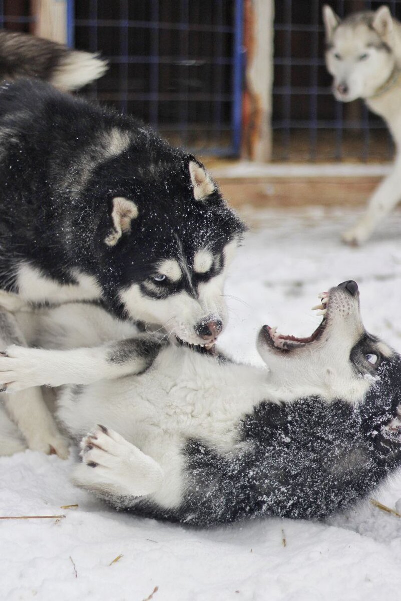 Ваши любимые Нора и День и их дикие игры. Фото-привет из стаи | In Dogs we  Trust | Дзен