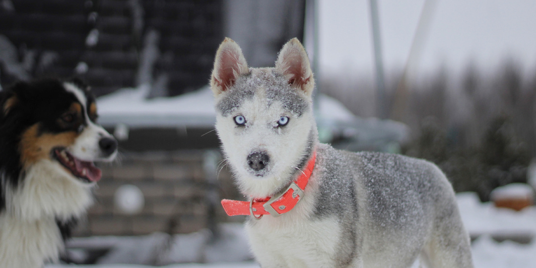 Щенка хаски привязали и бросили умирать на морозе...