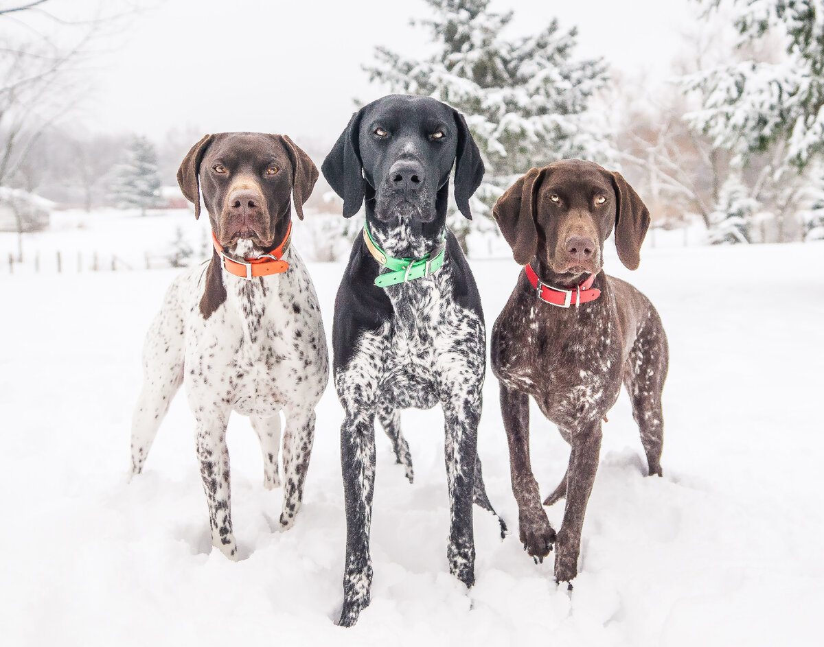 Особенности поведения