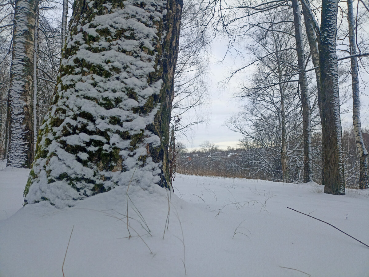 Заехала в городской лесок, а там зима