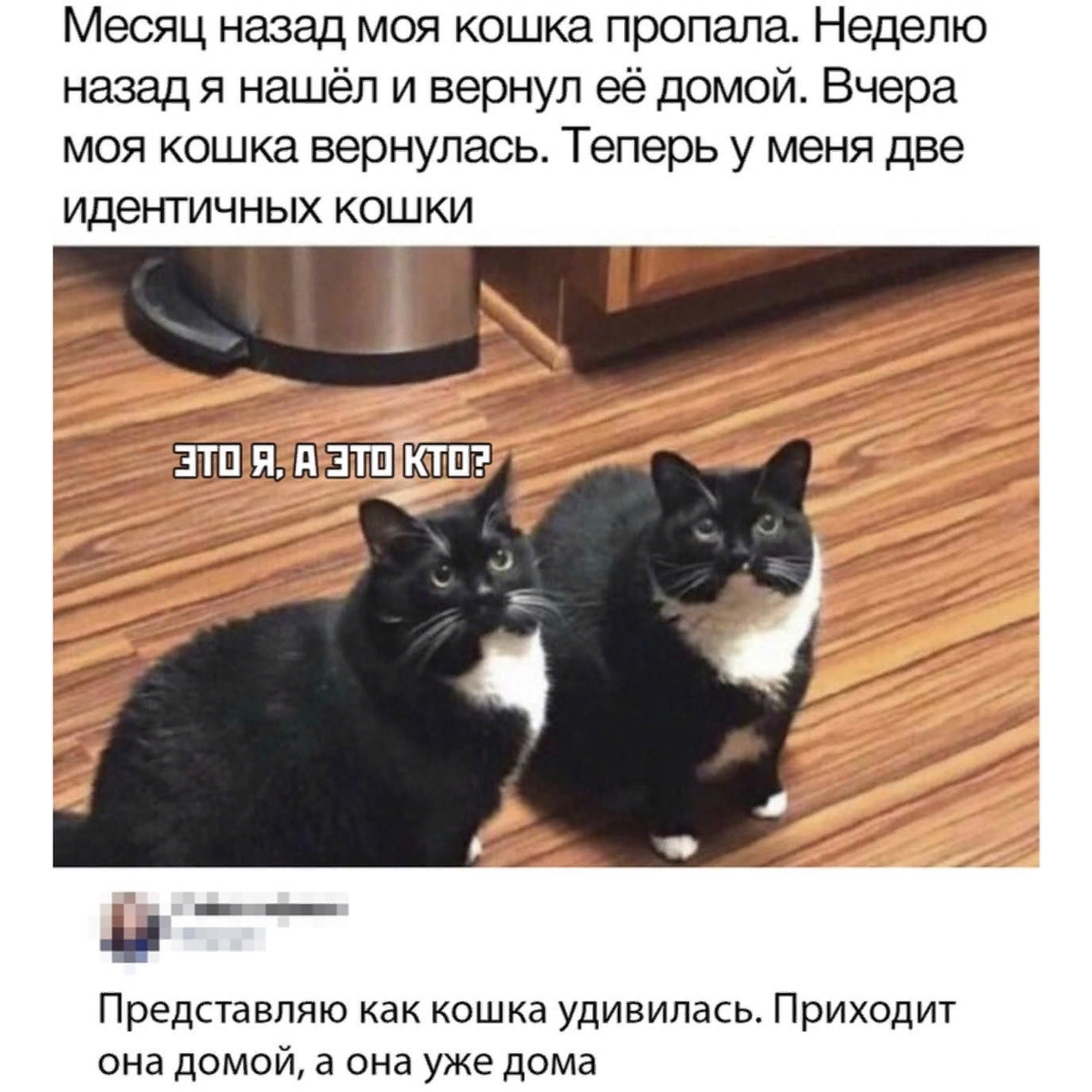 кошки могут найти дорогу домой. животное которое всегда находит дорогу домой. к чему снится пропавшая кошка. теперь у меня 2 кота. могут ли кошки найти дорогу домой.