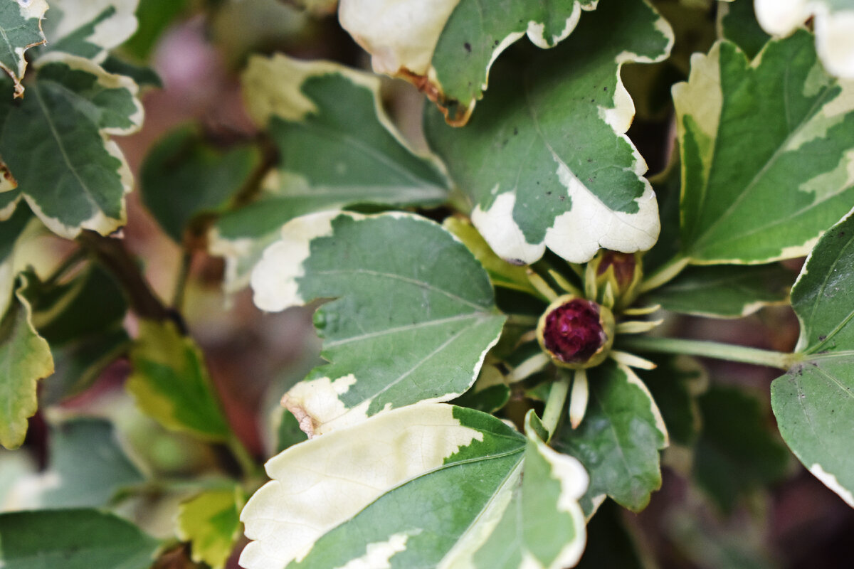 Вот такие цветки распустились на моем гибискусе в конце августа. Много просто бутонов, но были и те, что в полуроспуске. Но их гораздо меньше.
