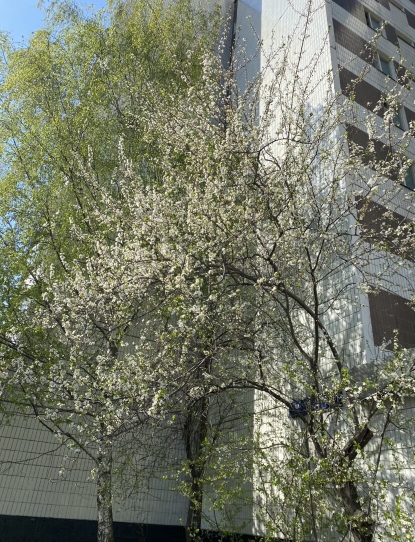 «Весна уходит, но в нерешимости медлят
поздние вишни.» (Ёса-но Бусон (1716-1783)).
