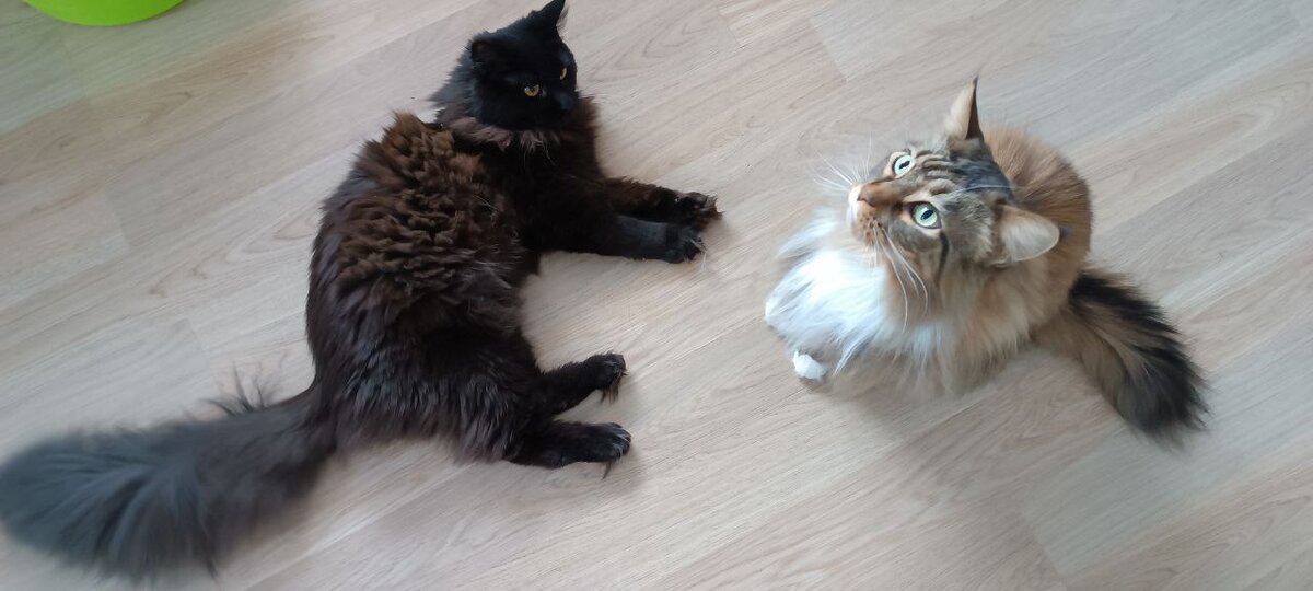 Туна с Бозей играют. Вот я Туне зачем, а?