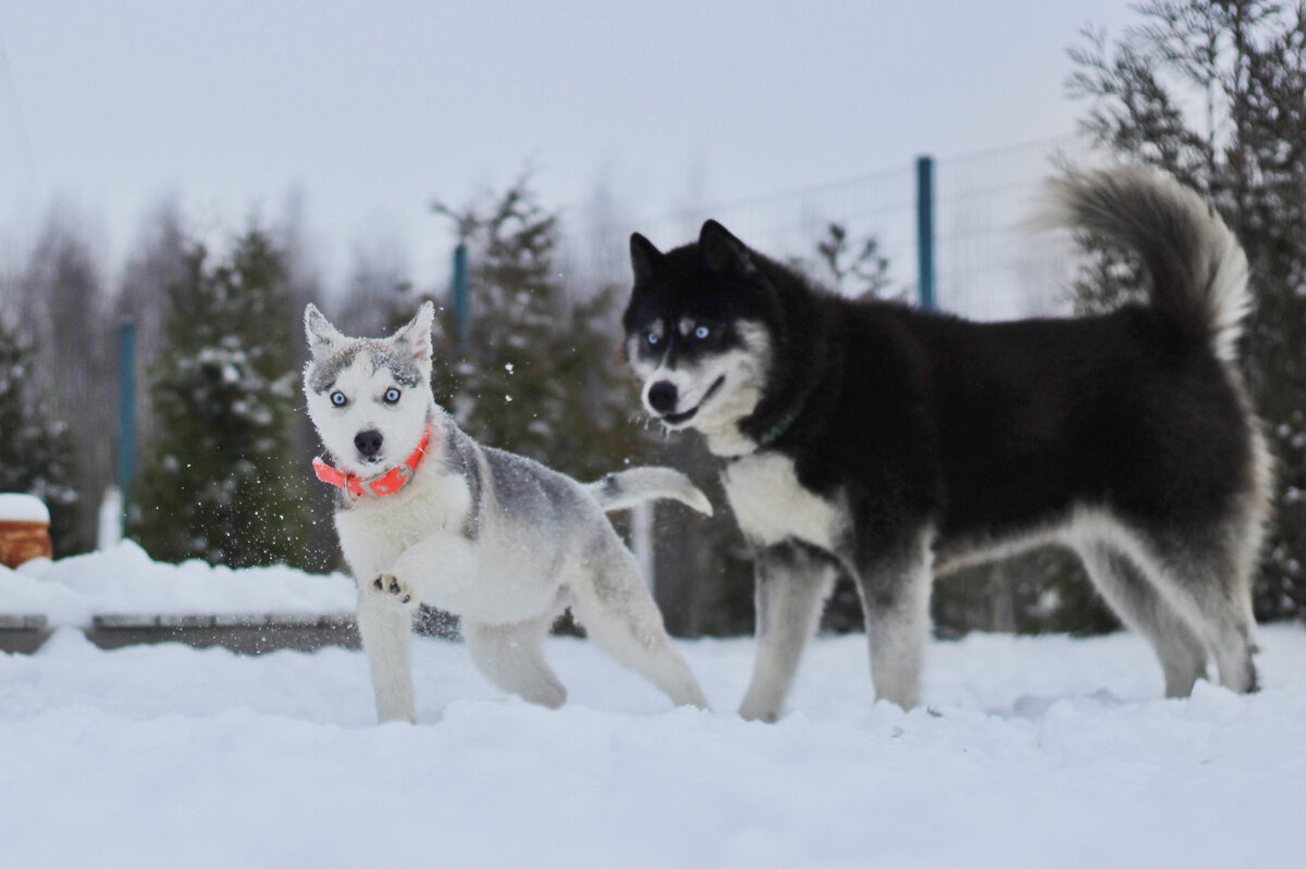 Невероятная хаски Нирвана и крошечная малышка Стая. Фото  просто❤️‍🔥❤️‍🔥❤️‍🔥 | In Dogs we Trust | Дзен