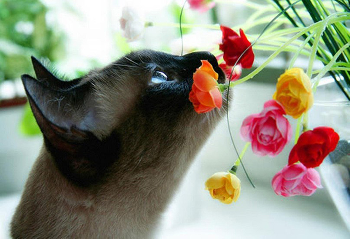 Кошка ест мимозу. Кот с цветами. Кошка с тюльпанами. Котик в цветах. Кошка нюхает цветы.