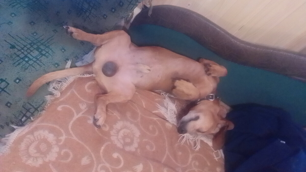 Спит после охоты