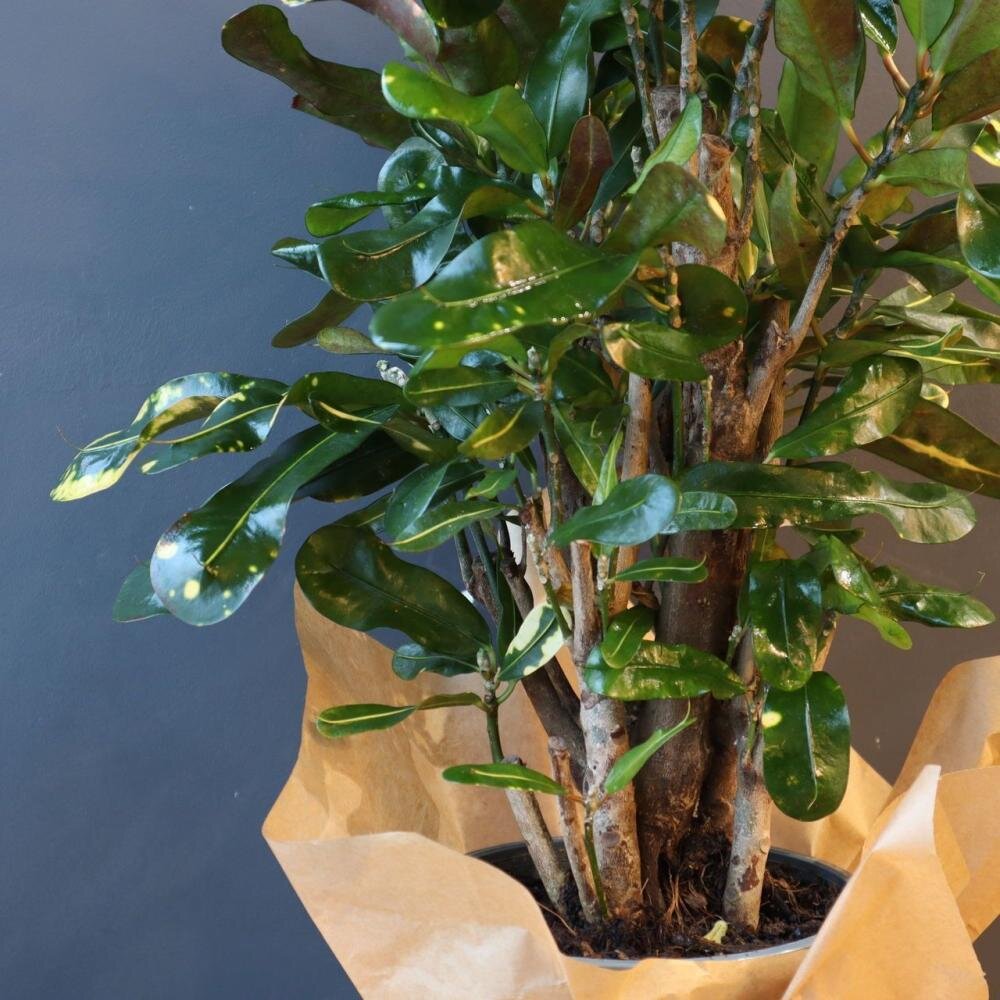 Кротон 17 см