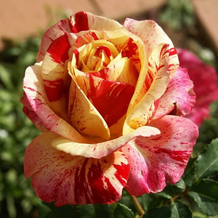 Фото LUDWIG’S ROSES 