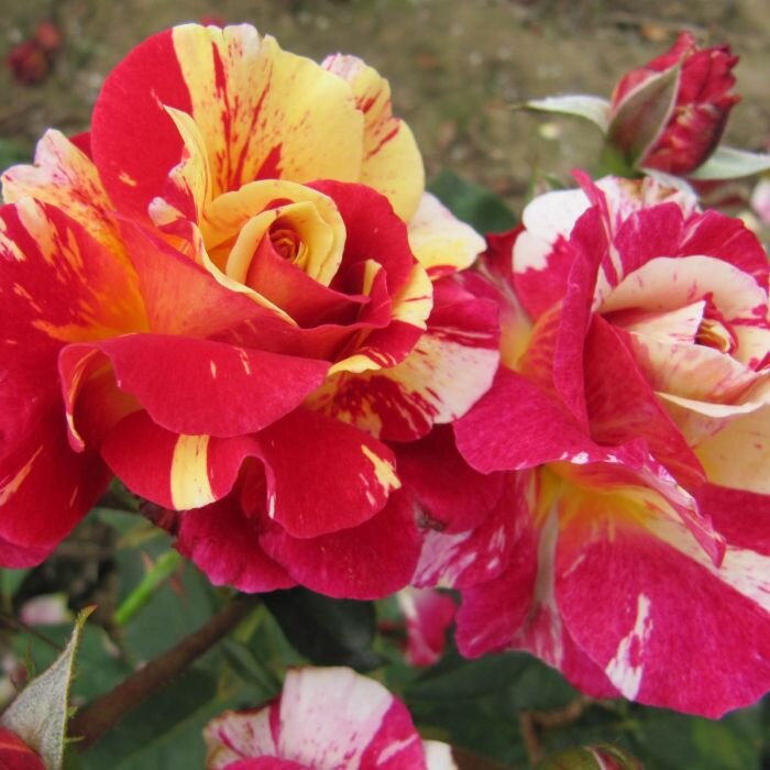 Фото The Fragrant Rose Company