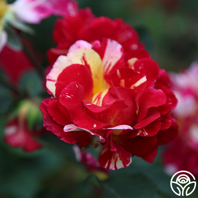 Фото HEIRLOOM ROSES 