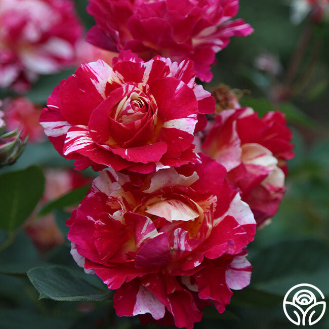 Фото HEIRLOOM ROSES 