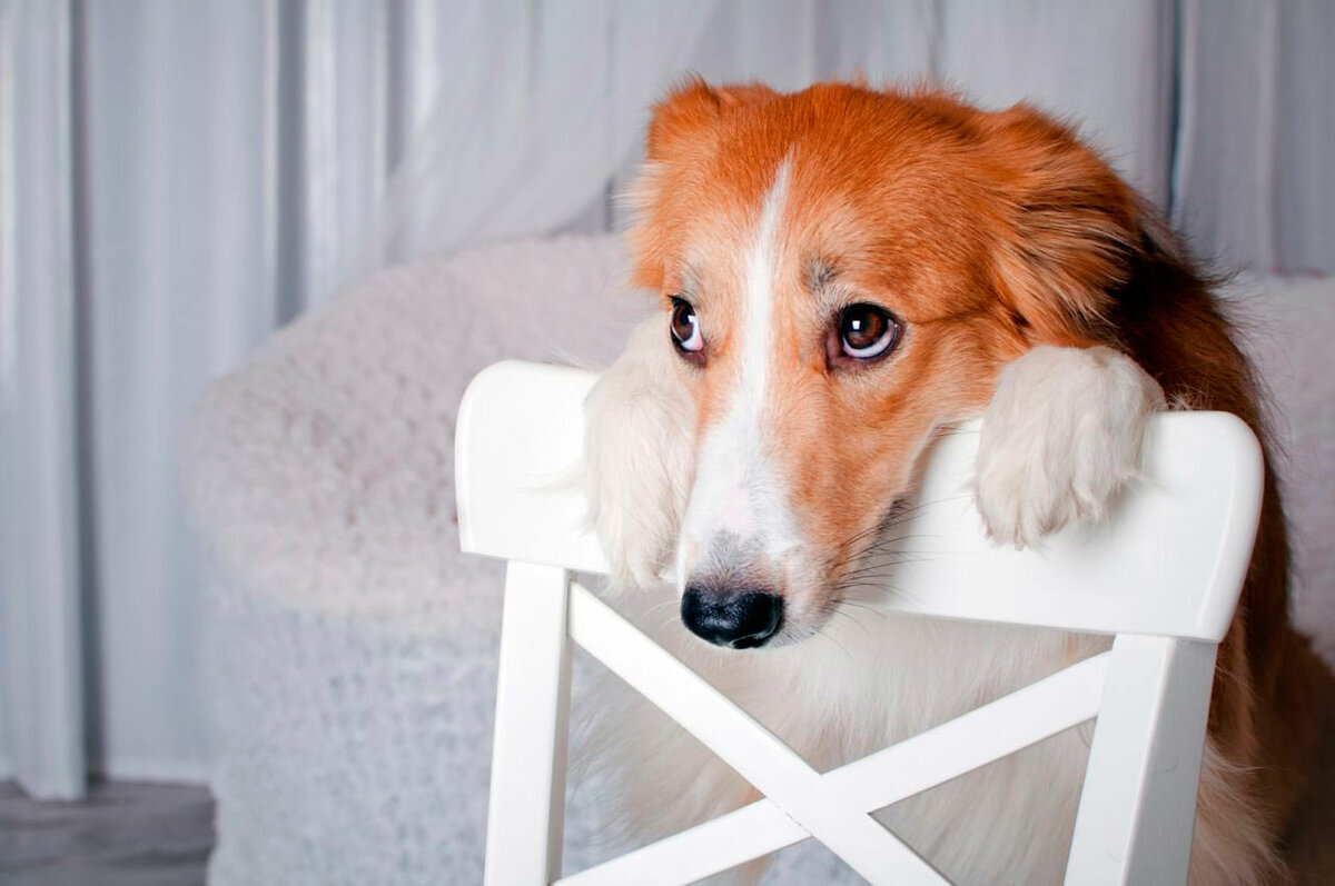 Как помочь щенку справиться со страхом: