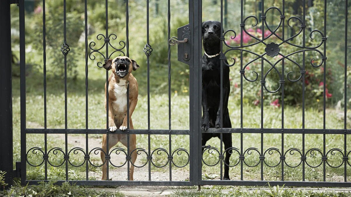 Щенок лает на хозяина из-за страха